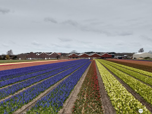 Hillegom, Weeresteinstraat - Thumbnail