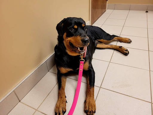 Allandale Veterinary Hospital - Thumbnail