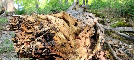 la pierre qui corne forêt d'halatte - Thumbnail