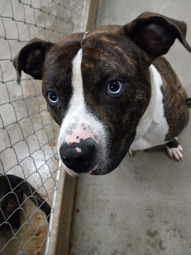 Morgan County Animal Shelter - Thumbnail