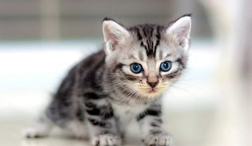 Whiskers Pet Centre - Thumbnail