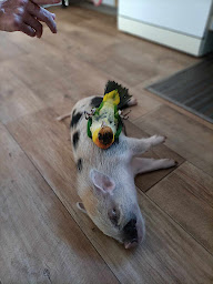 Photo n°4 de la ferme de la nie à Loiré-sur-Nie (Ferme pédagogique)