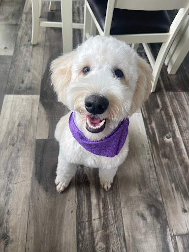 The Spotted Pup , Dog Grooming