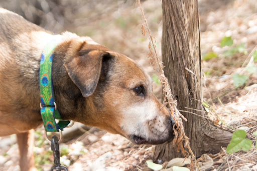Lifelong Friends Pet Adoptions (open by appointment only) - Thumbnail