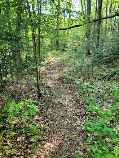 Old Loggers Path - Visual