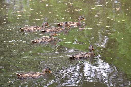 Gartentorteich - Thumbnail