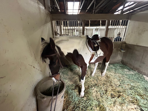 Mystic Canyon Stable - Thumbnail