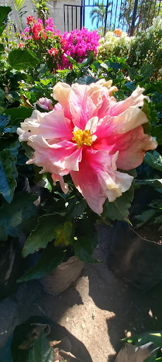 VIVERO YOLIHUANI, Fuente de Vida. - Thumbnail
