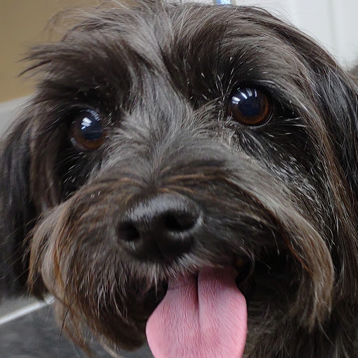 Mountain Mutts Dog Grooming - Thumbnail