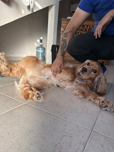 Petlyé Veterinaria