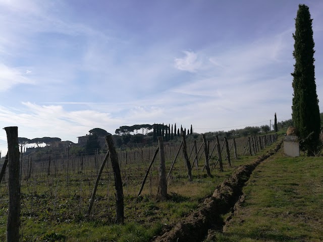 Tenuta Di Valgiano Snc Di Petrini & C.