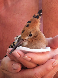 Photo n°20 de Country B&B à Saint-Pierre-d'Eyraud (Chambre d'hôtes)