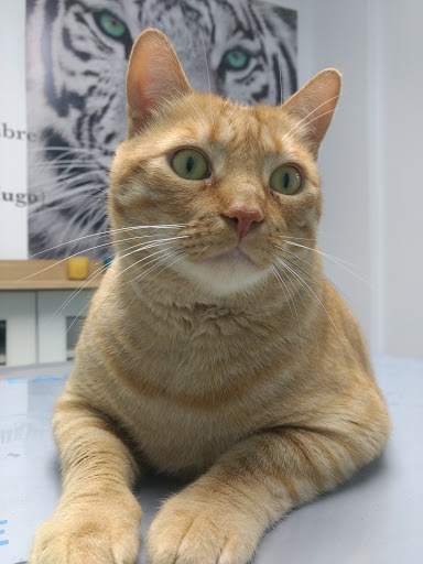 Clínica Veterinaria El Cau