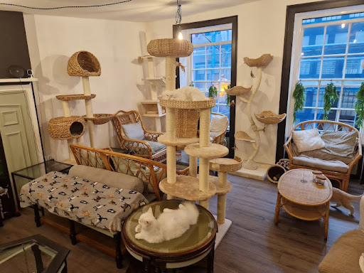 Canterbury Tails Cat Cafe - Thumbnail