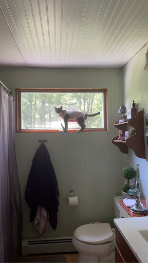 Rozzie May Animal Alliance Inc - Thumbnail