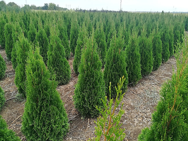 Opinii despre Разсадник Булпарк în Велико Търново - Детска градина