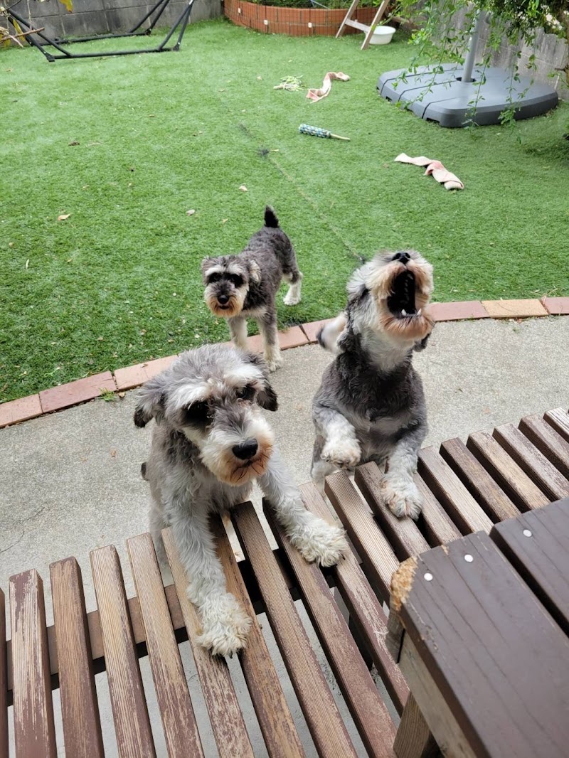 FLOURISH DOG フローリッシュドッグ糟谷栄子