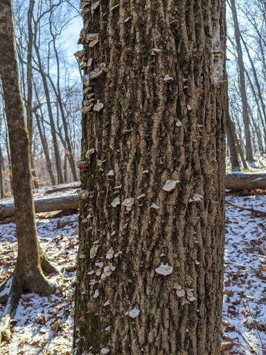 Hardscrabble Wilderness Area - Thumbnail
