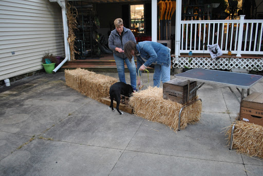 K9 College Dog Training, LLC - Thumbnail