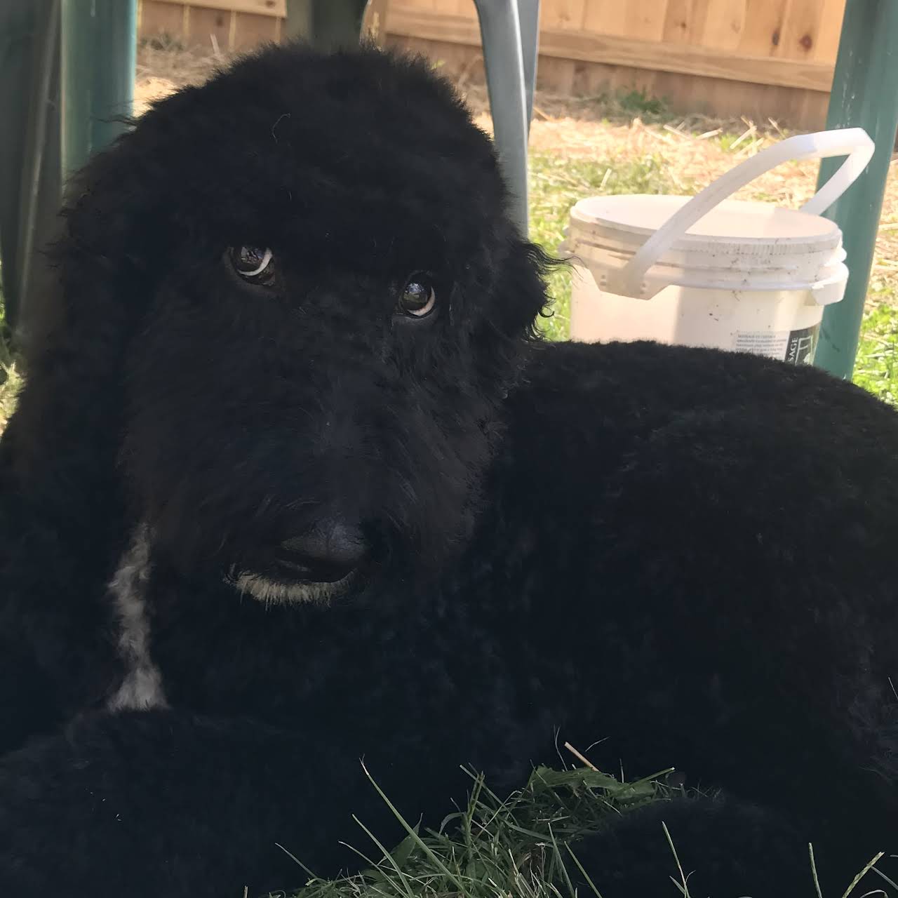 The Ultimutt Dog Spa Grooming / Boarding - Pet Groomer in Decatur