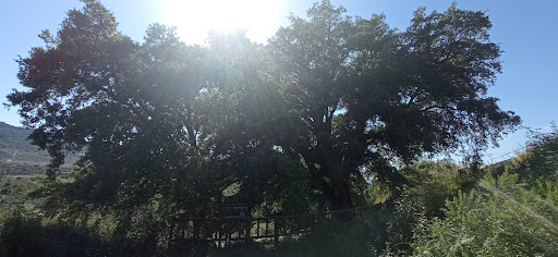 Árbol singular - El ”Alcornoque del Venero” - Thumbnail