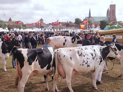Ribe Dyrskue Sct Peders Gade 16, 6760 Ribe, Danmark