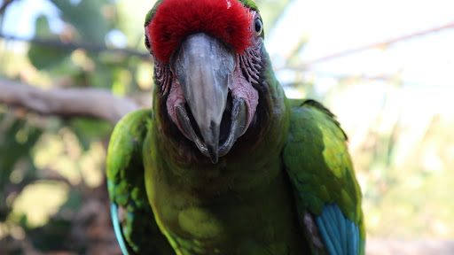 Macaws - Visual