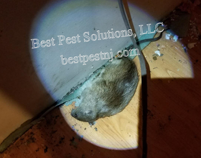 Best Pest Solutions LLC