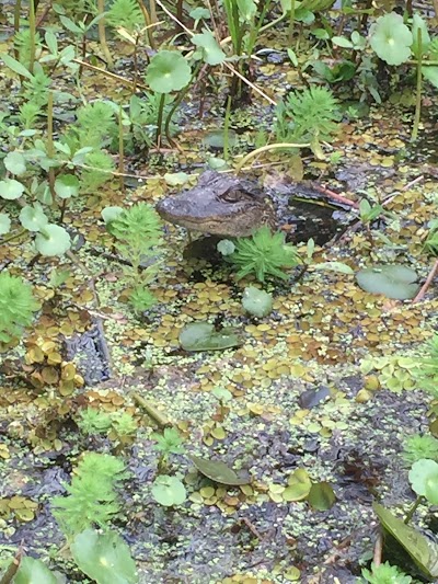 Louisiana Swamp Tours