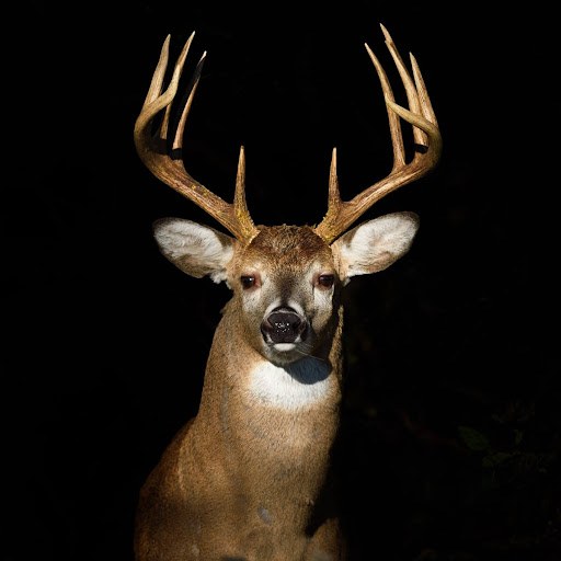 Bair's Deer Processing - Visual
