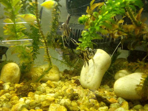 Acuario Kraken - Thumbnail
