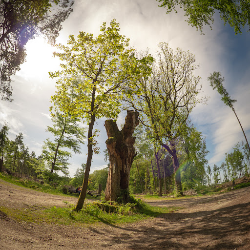Batzenbaum - Visual