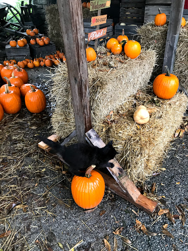 Hollmeyer Orchards - Visual