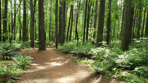Hyland Forest Park