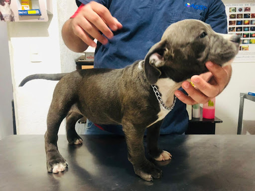 VETERINARIA "SAN ANGEL"