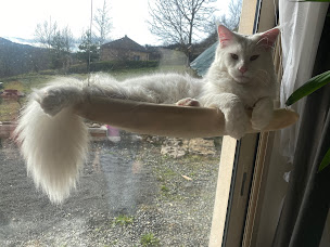 Photo n°12 de frizz' toutou à Ruynes-en-Margeride (Toiletteur)