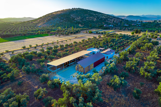 SuperFarm Jersey Süt Çiftliği