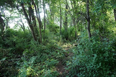 Stadium Woods