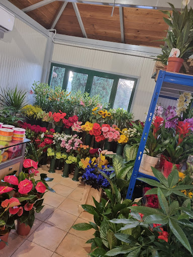 I Fiori di Michela - Thumbnail