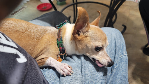 Villa Park Veterinary Hospital - Thumbnail