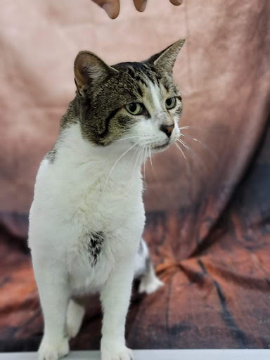 Northampton County Animal Shelter