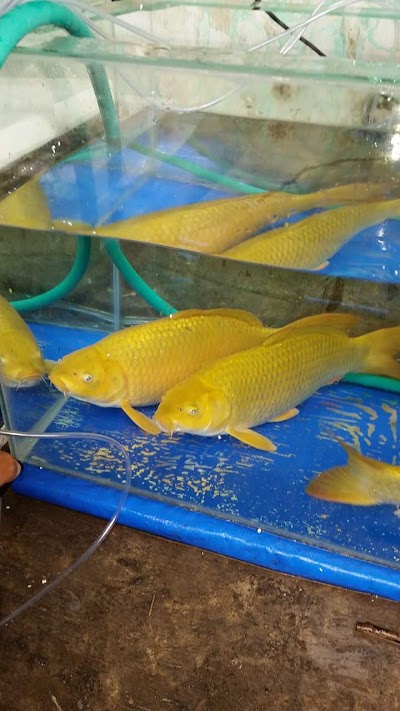 Photos of Cikal Koi Farm