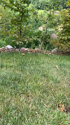 Photo n°40 de LE CHALET DES BOIS à Lalaye (Maison de vacances)
