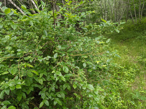 Blueberry Hill Hawkwatch - Thumbnail