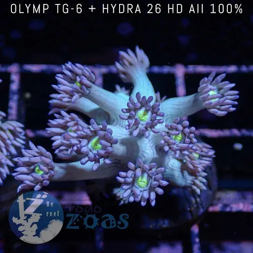 Todozoas - Visual