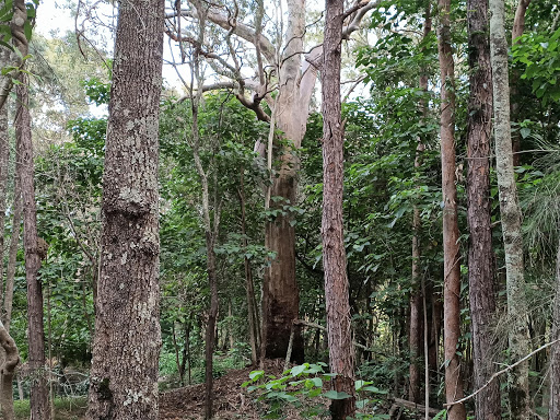 Coombabah Lakelands Conservation Area (Arundel section) - Thumbnail