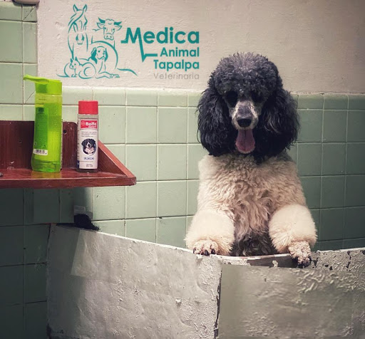 Medica Animal Tapalpa Veterinaria