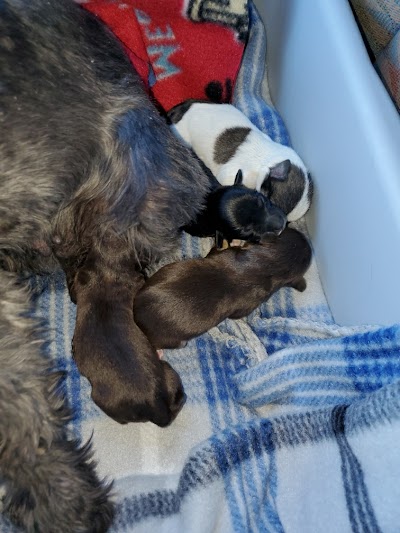 Yorkshire and schnauzer puppies All 4 Pets Ruidoso Nm