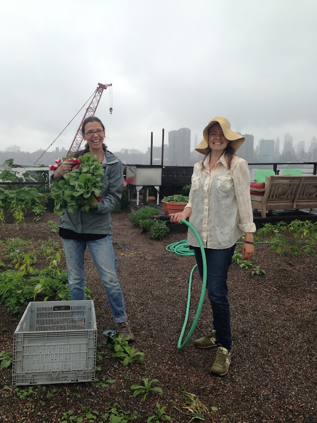 Eagle Street Rooftop Farm