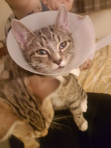 Cumber House Vet Surgery - Thumbnail
